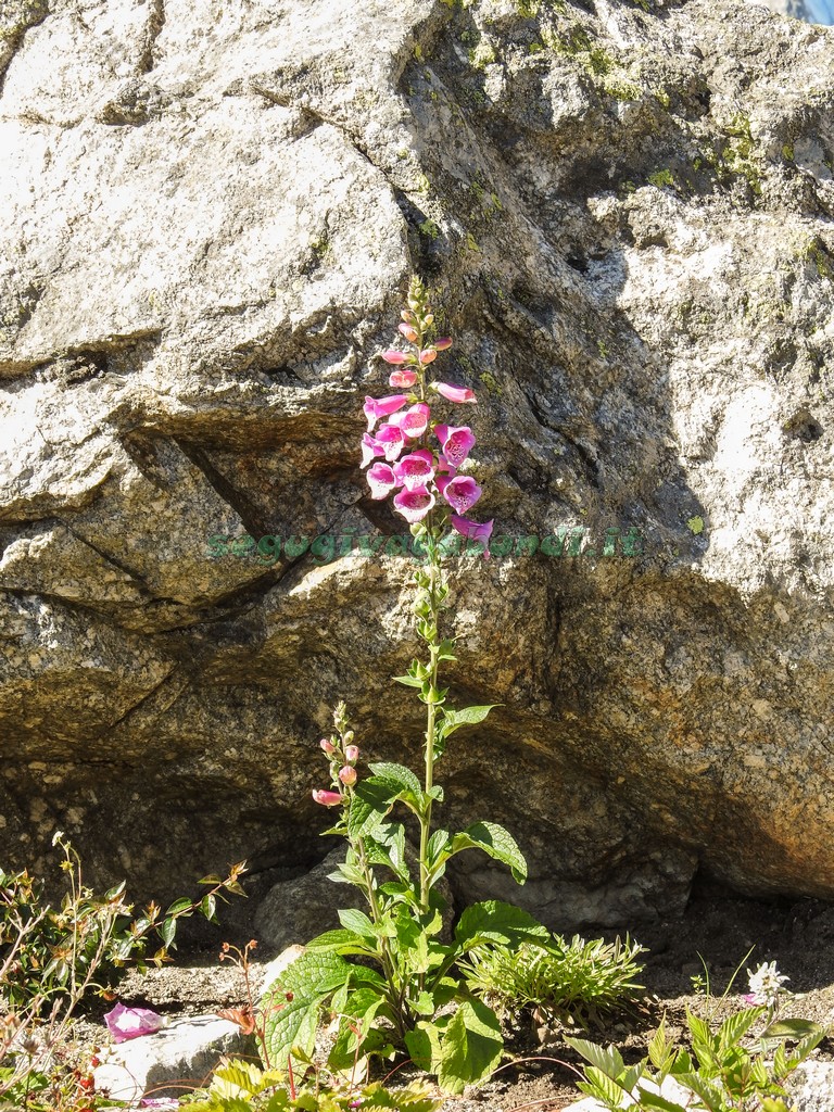 giardino botanico alpino Saussurea