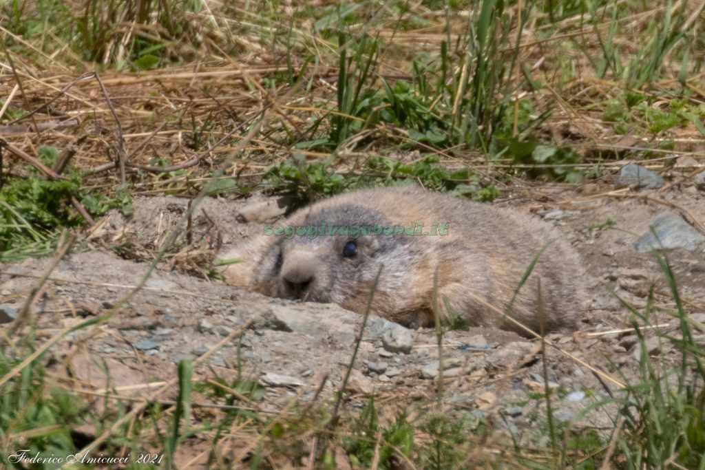 Marmotta