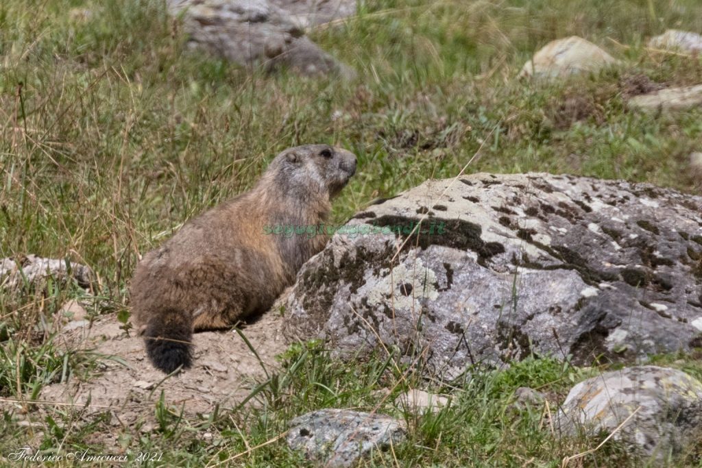 Marmotta