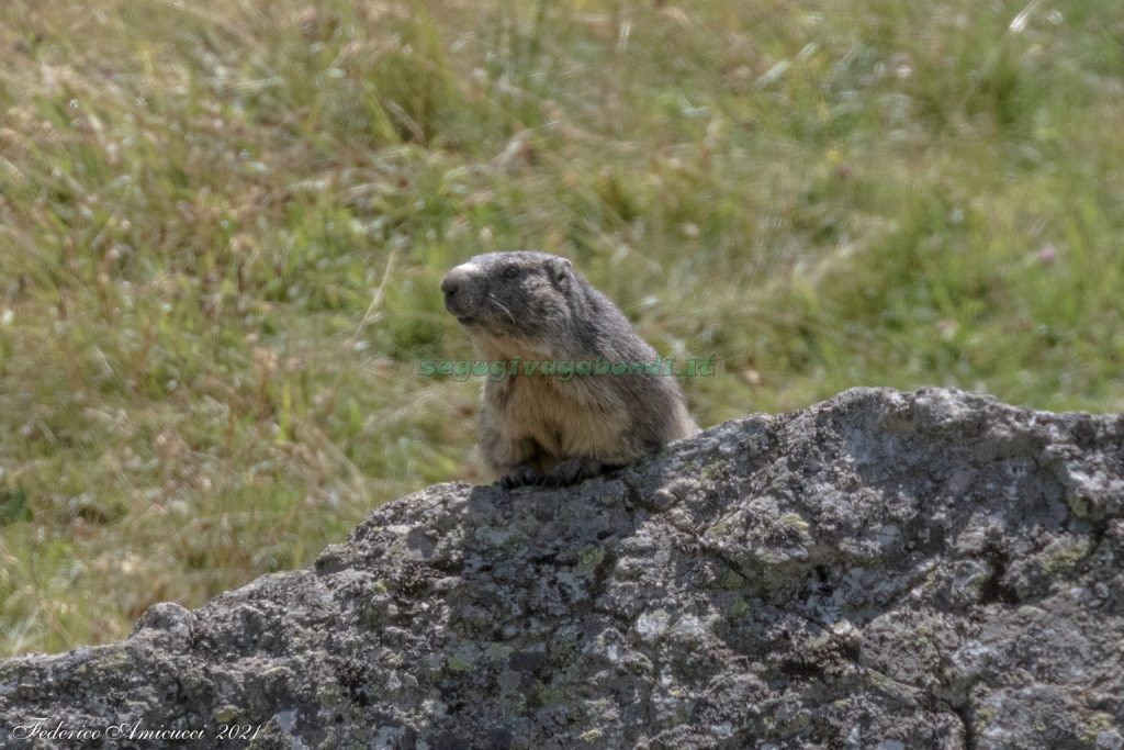 Marmotta