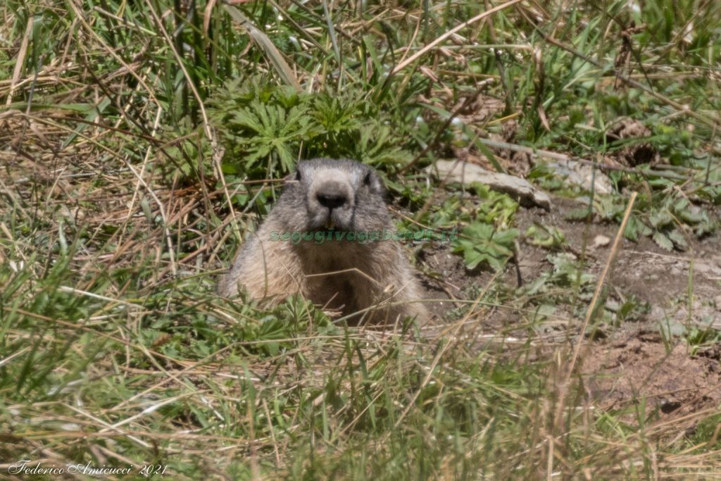 Marmotta