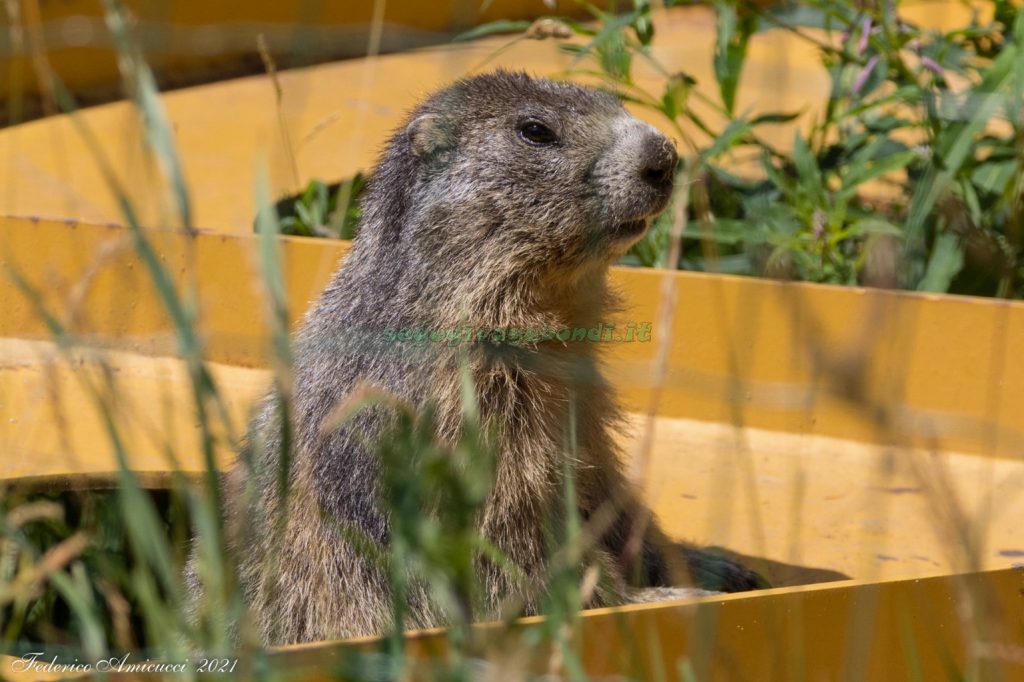 Marmotta