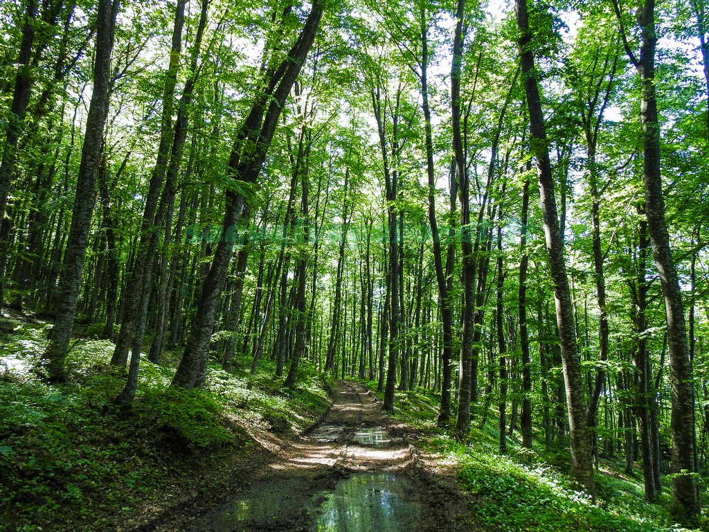 Bosco di Pietralunga