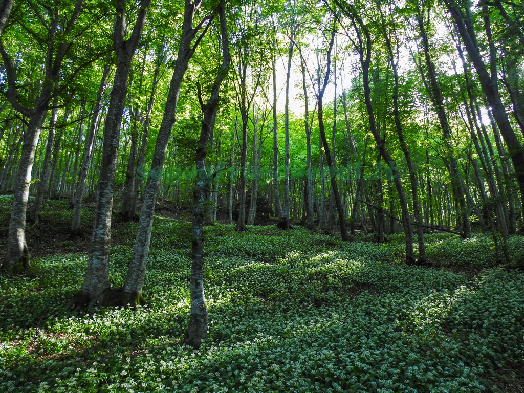 Bosco di Pietralunga