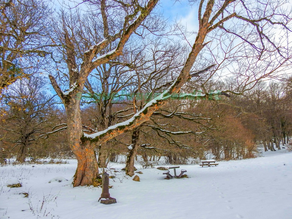 Bosco di Sant'Antonio