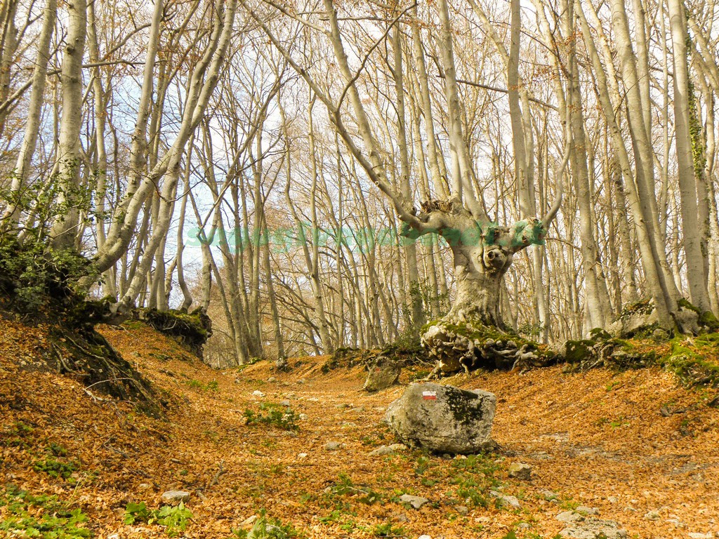 Boschi in Abruzzo Bosco di Sant'Antonio