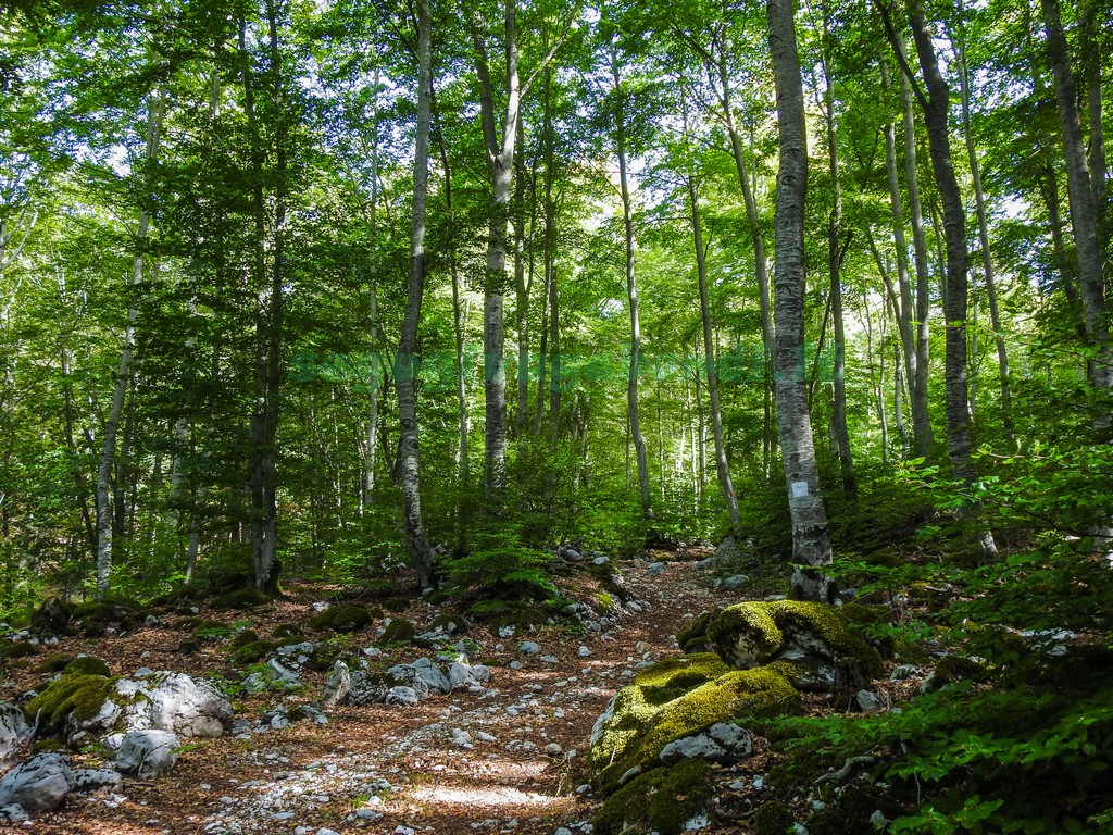 Boschi in Abruzzo Foresta Vetusta Villavalleleonga