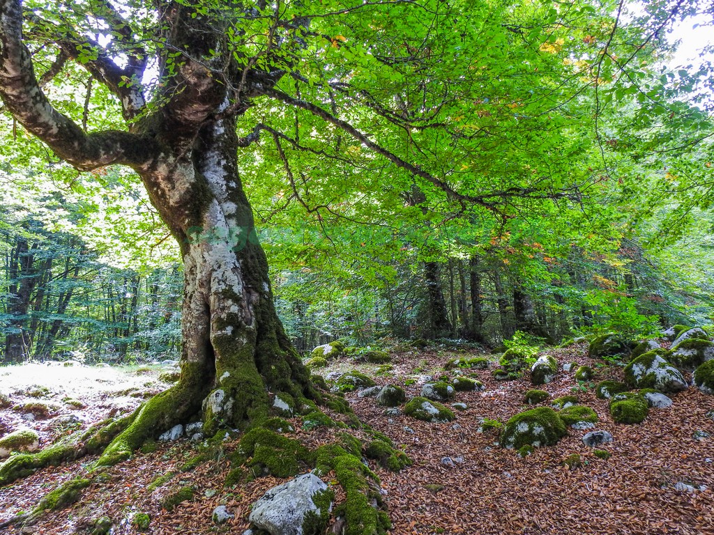 Boschi in Abruzzo Foresta Vetusta Villavalleleonga