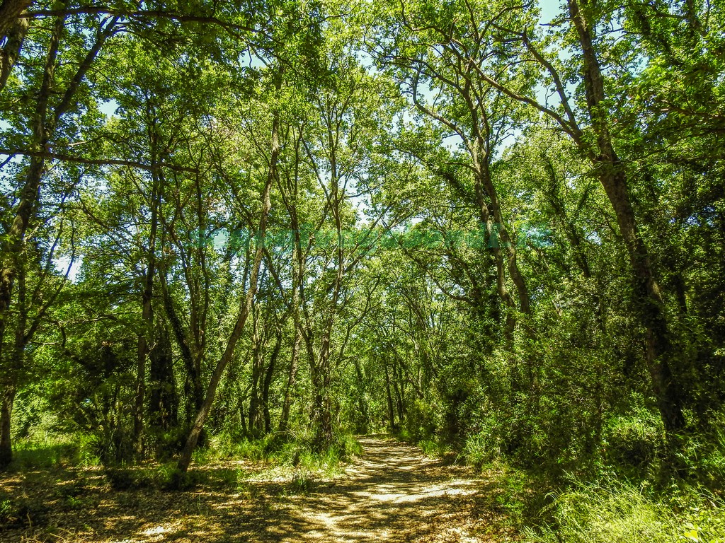 Lecceta di Torino di Sangro