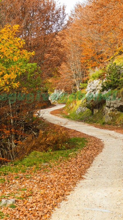 Bosco dei Faggi Torti