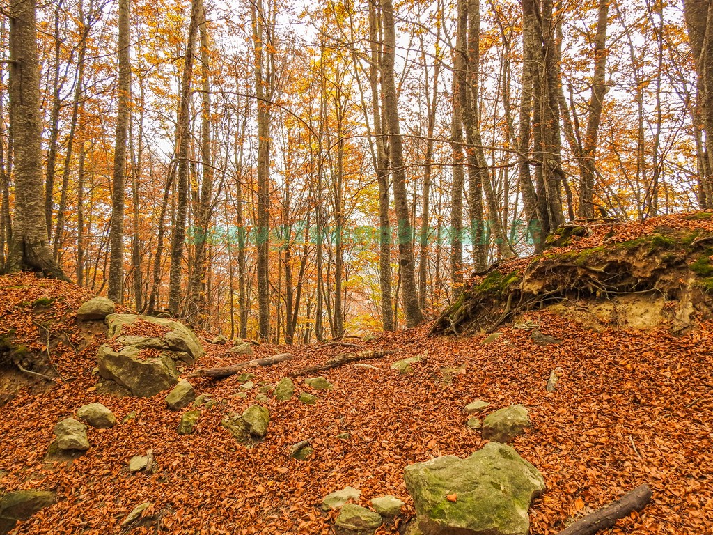 Bosco dei Faggi Torti