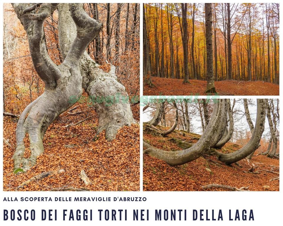 Bosco dei Faggi Torti