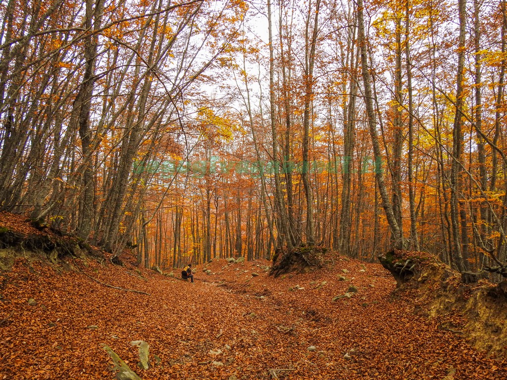 Bosco dei Faggi Torti