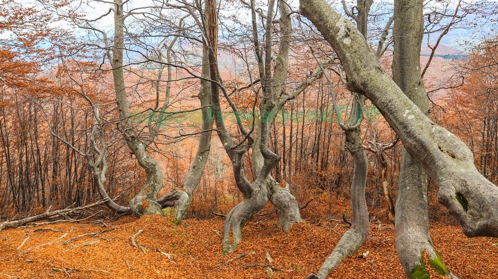 Bosco dei Faggi Torti