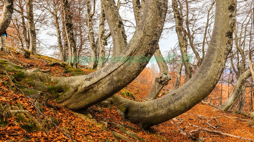 Bosco dei Faggi Torti