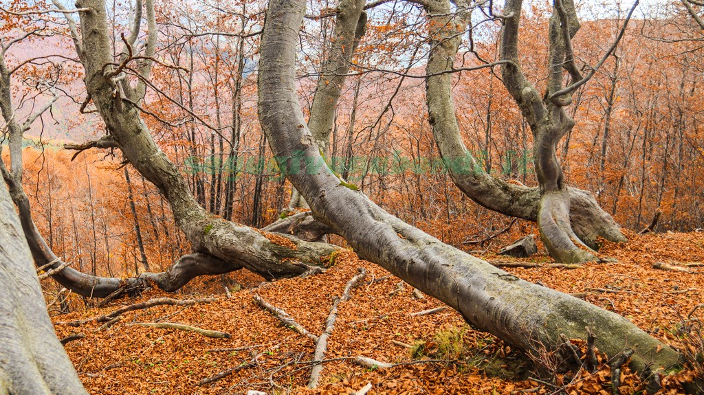 Bosco dei Faggi Torti