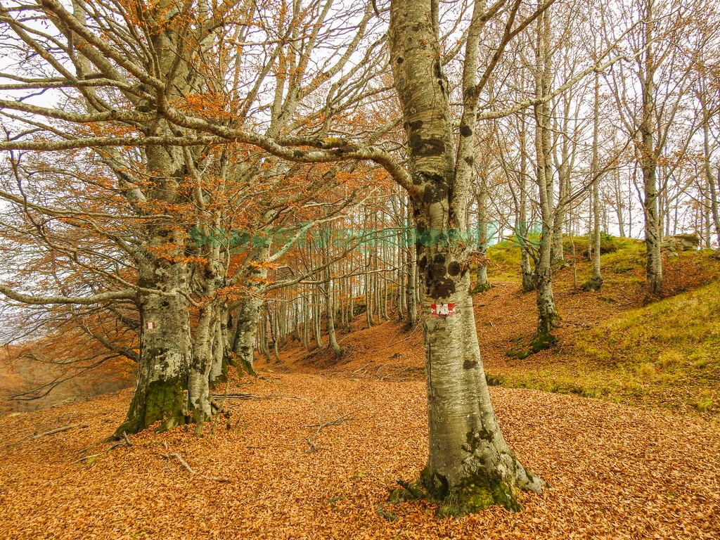 Bosco dei Faggi Torti