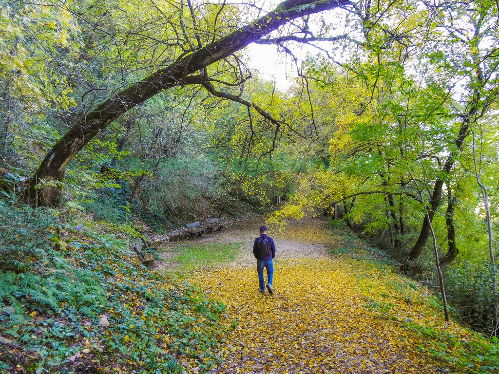 Bosco di San Francesco