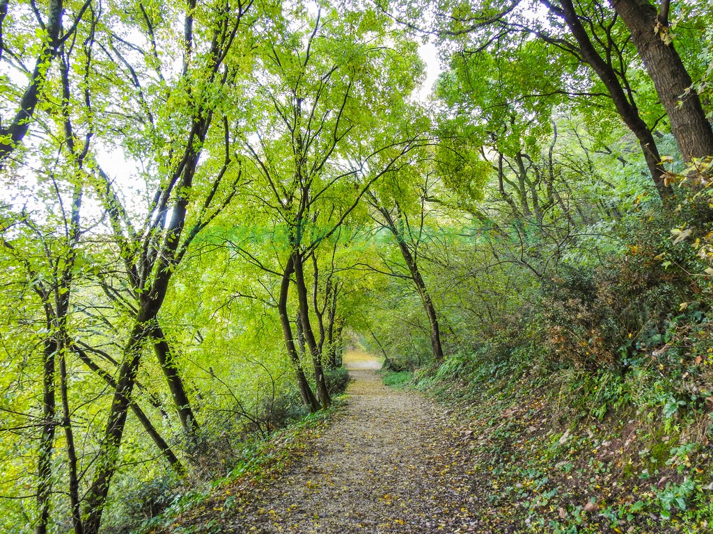 Bosco di San Francesco