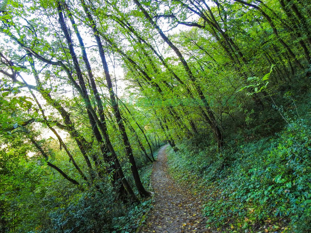 Bosco di San Francesco