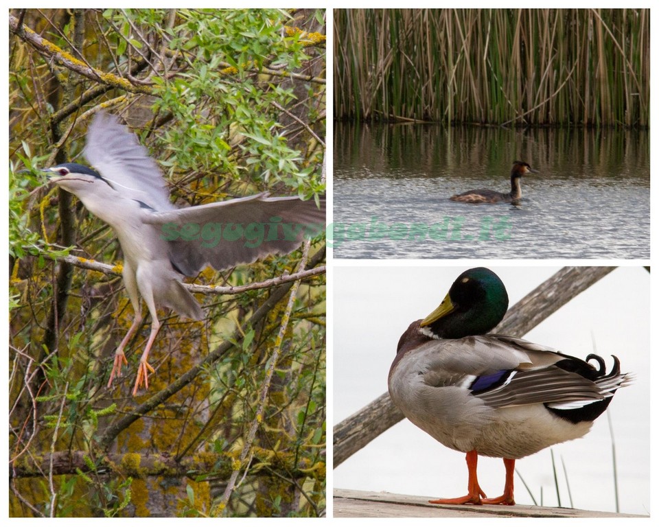 Birdwatching in Umbria