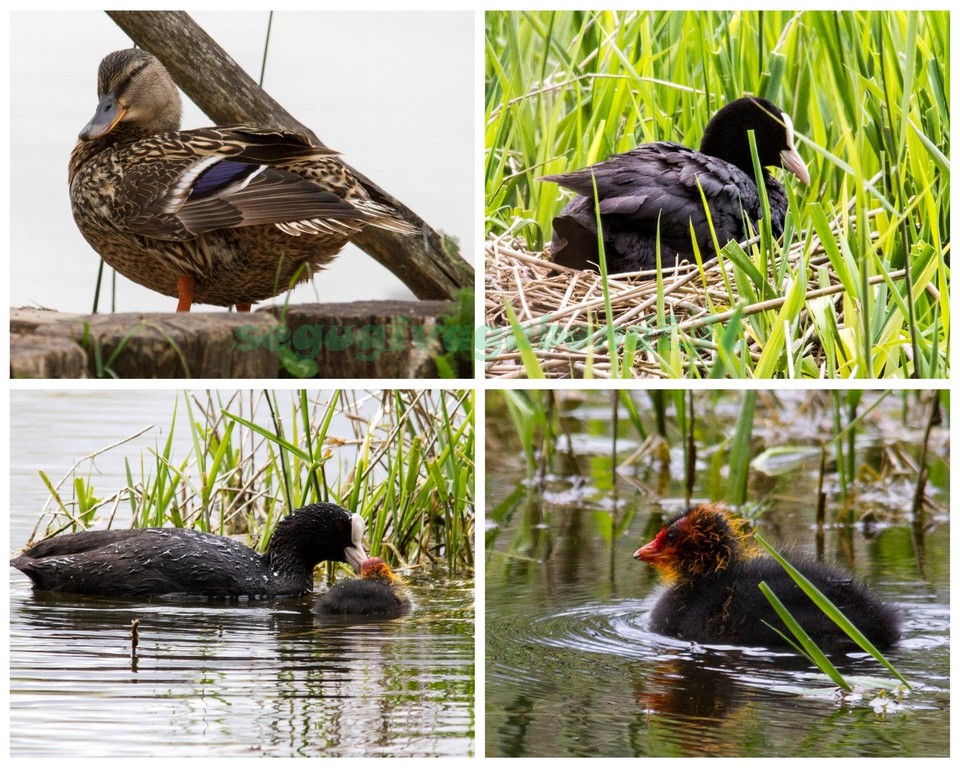 Birdwatching in Umbria