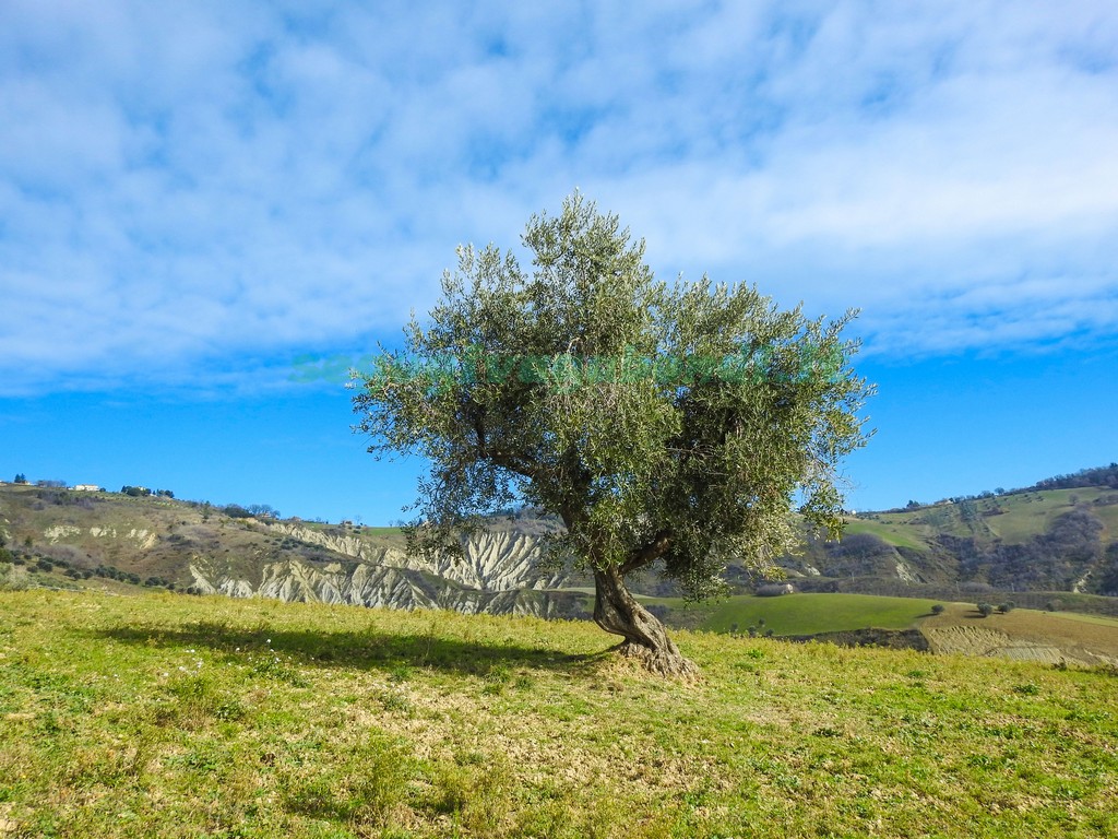 Calanchi di Atri