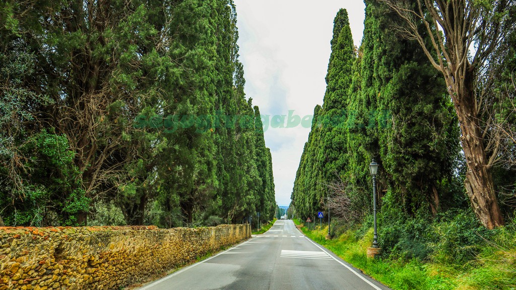 Viale dei Cipressi Castagneto Carducci