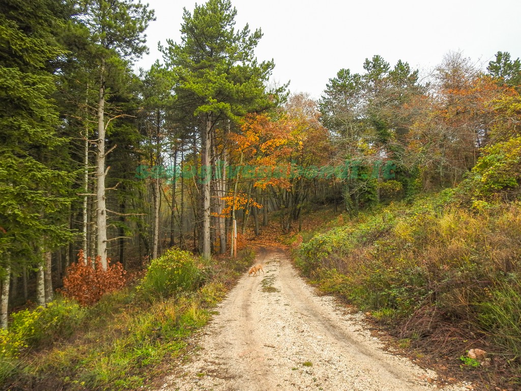 Monte Subasio