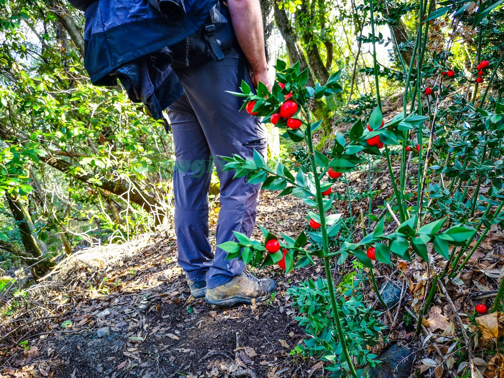 Riserva naturale di Montenero